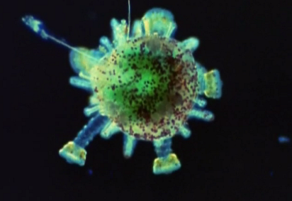 地底に眠る太陽エネルギーである石油はどのようにして生成されたのかを探る映画「マリン・スノー」_b0115553_2254760.png