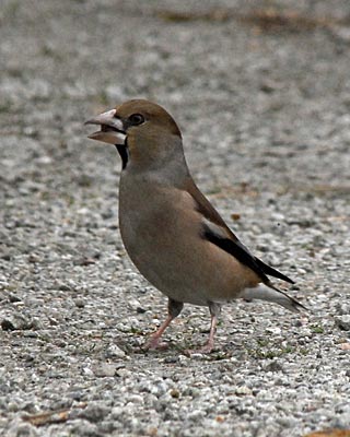 e0035757_18485420.jpg