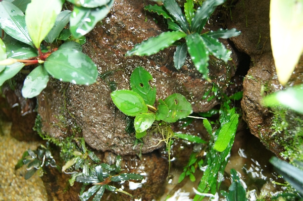 Bucephalandra sp. \"Kayulapis2\"　グリーン_c0219160_2132328.jpg