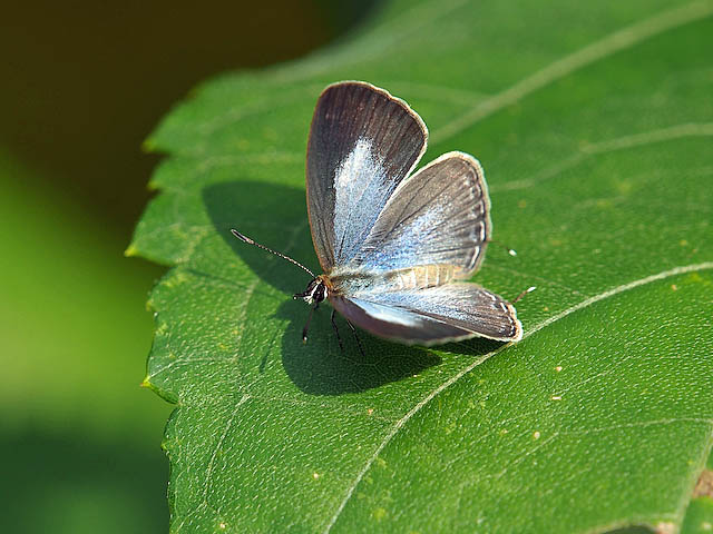 アマミウラナミシジミ他（１２月下旬　石垣島＆竹富島）_f0199866_1013613.jpg