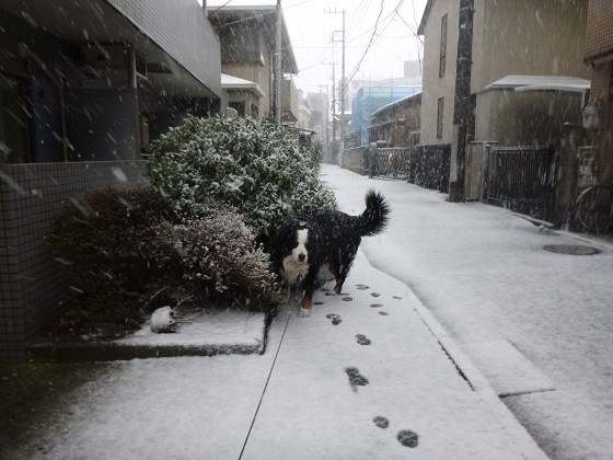 東京で大雪！_e0293373_22445174.jpg