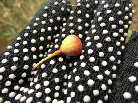 c0002874_916198.jpg