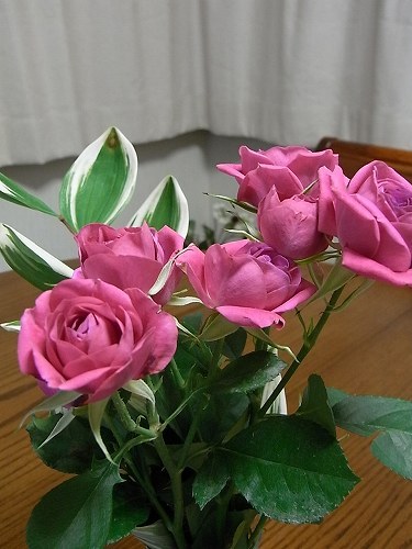 e0271874_2020501.jpg