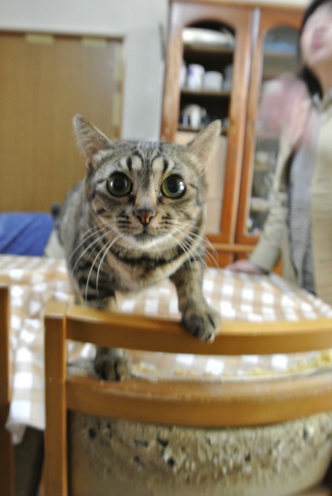 岐阜県で猫多頭飼い崩壊!猫たちを助けてくださいませんか?_c0167175_9315794.jpg