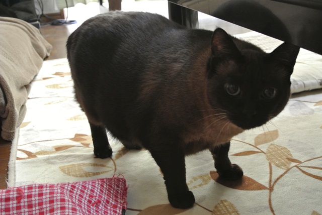 岐阜県で猫多頭飼い崩壊!猫たちを助けてくださいませんか?_c0167175_9322026.jpg