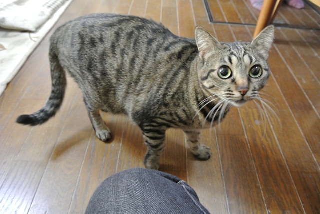 岐阜県で猫多頭飼い崩壊!猫たちを助けてくださいませんか?_c0167175_9324199.jpg