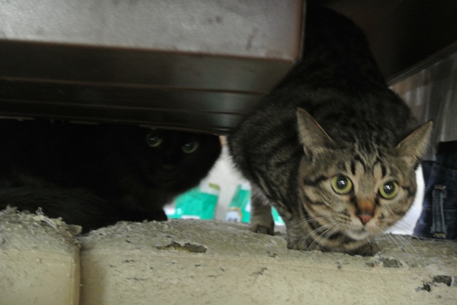 岐阜県で猫多頭飼い崩壊!猫たちを助けてくださいませんか?_c0167175_9331265.jpg
