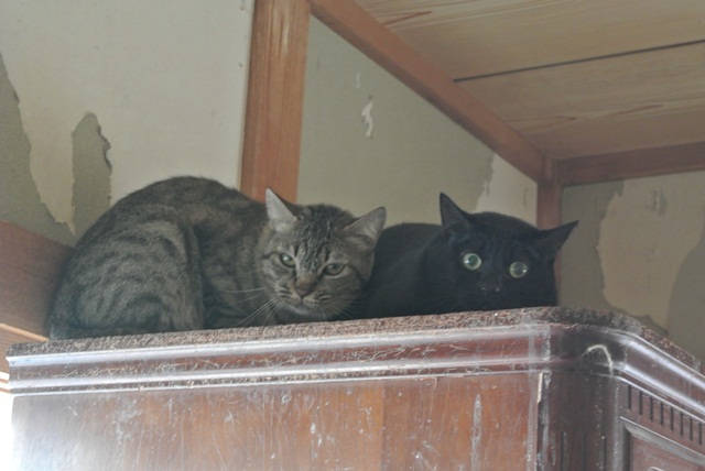 岐阜県で猫多頭飼い崩壊!猫たちを助けてくださいませんか?_c0167175_9332748.jpg