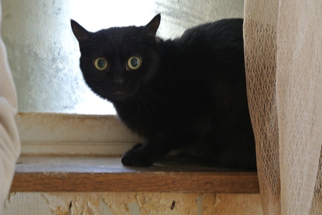 岐阜県で猫多頭飼い崩壊!猫たちを助けてくださいませんか?_c0167175_9334457.jpg