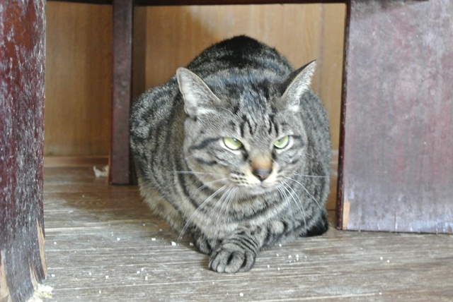 岐阜県で猫多頭飼い崩壊!猫たちを助けてくださいませんか?_c0167175_9335739.jpg