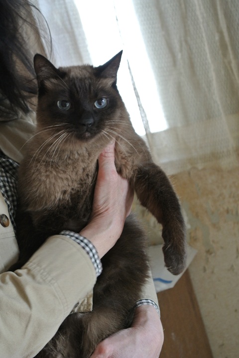 岐阜県で猫多頭飼い崩壊!猫たちを助けてくださいませんか?_c0167175_9341255.jpg