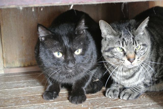 岐阜県で猫多頭飼い崩壊!猫たちを助けてくださいませんか?_c0167175_9344447.jpg