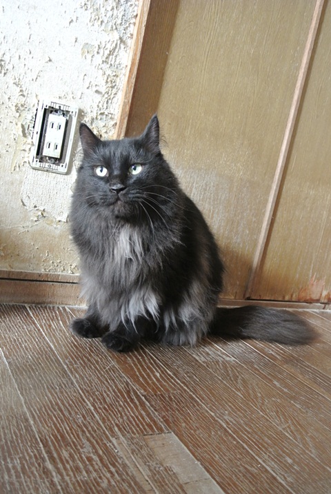 岐阜県で猫多頭飼い崩壊!猫たちを助けてくださいませんか?_c0167175_9345854.jpg