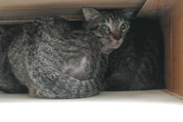 岐阜県で猫多頭飼い崩壊!猫たちを助けてくださいませんか?_c0167175_9352580.jpg