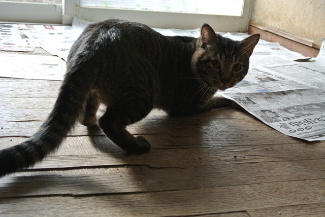 岐阜県で猫多頭飼い崩壊!猫たちを助けてくださいませんか?_c0167175_9354567.jpg