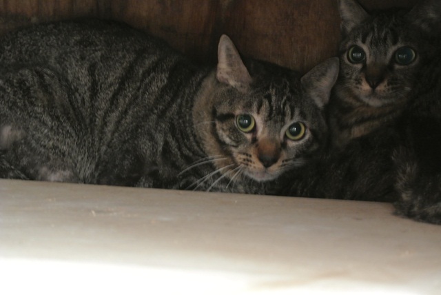 岐阜県で猫多頭飼い崩壊!猫たちを助けてくださいませんか?_c0167175_935584.jpg