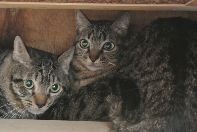 岐阜県で猫多頭飼い崩壊!猫たちを助けてくださいませんか?_c0167175_9361122.jpg