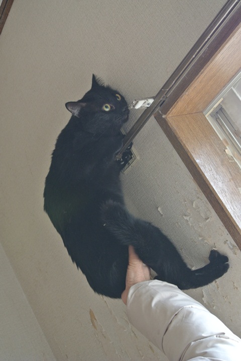 岐阜県で猫多頭飼い崩壊!猫たちを助けてくださいませんか?_c0167175_937132.jpg
