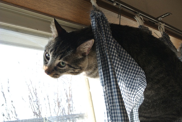 岐阜県で猫多頭飼い崩壊!猫たちを助けてくださいませんか?_c0167175_9374893.jpg