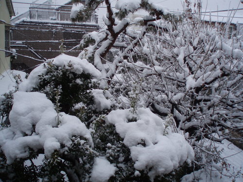 雪・ゆき・舞い降りた天使達_c0240877_15103968.jpg