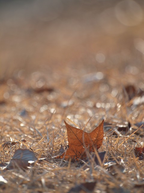 c0254479_20571237.jpg