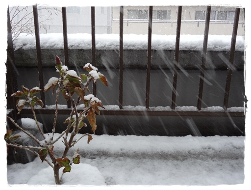 初雪～～☆_e0227680_21235093.jpg