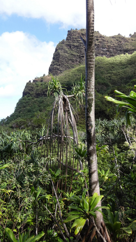 2013/01/12 Kauai island Trail Trip Day.6 Kalalau Trail-Hanakapi \'ai Valley Trail _b0220886_13435295.jpg