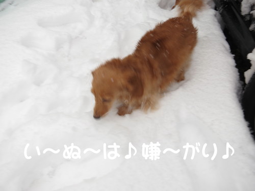 荒れる成人式 2013_b0200291_19192571.jpg