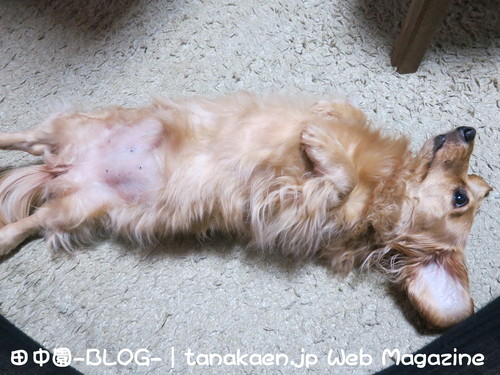 荒れる成人式 2013_b0200291_19295068.jpg