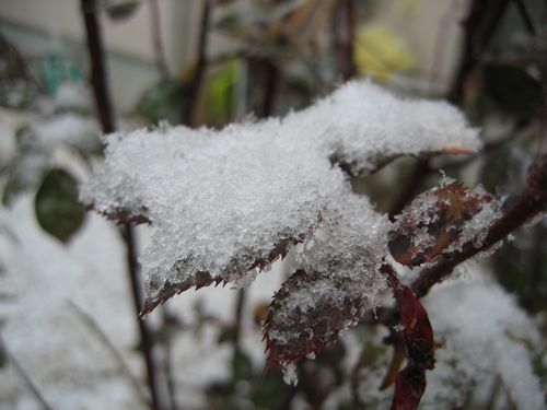 1月14日（月）　「雪❤」_f0201297_10203058.jpg