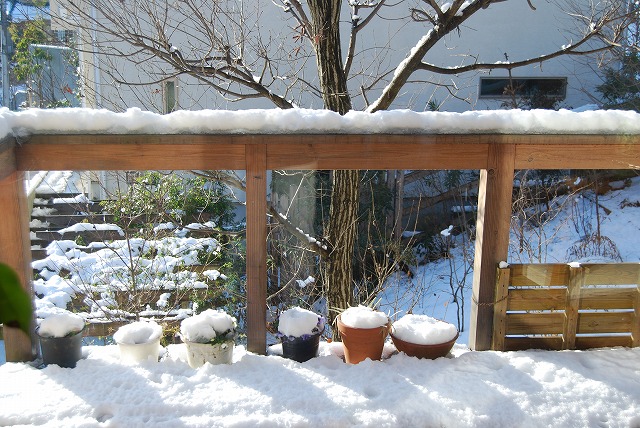 活性にごり 「早春」_c0124100_11472892.jpg