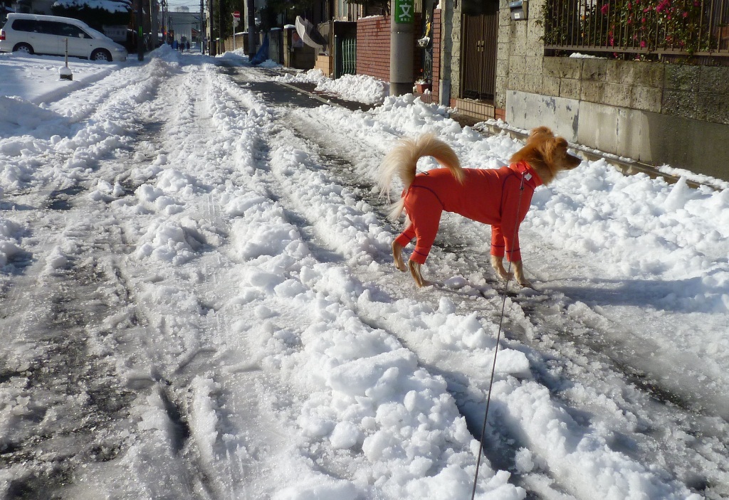 雪かき＆大渋滞_e0200101_21225772.jpg