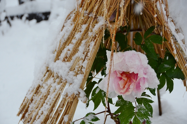 雪の東照宮　冬牡丹_a0169902_6343118.jpg