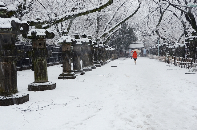 雪の東照宮　冬牡丹_a0169902_634618.jpg