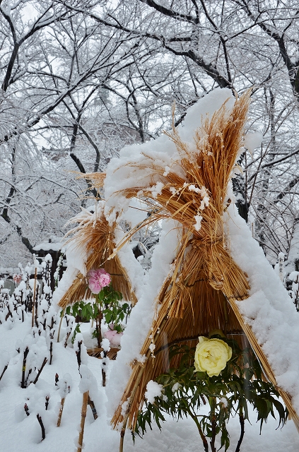 雪の東照宮　冬牡丹_a0169902_63506.jpg