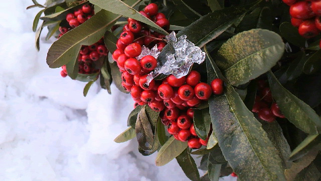 c0092803_16335726.jpg