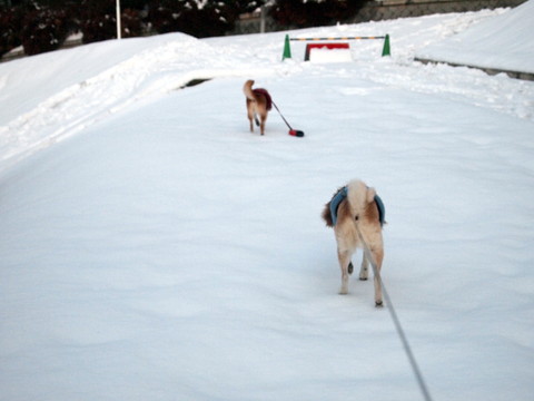 雪の日、好き？嫌い？_e0131506_20531791.jpg