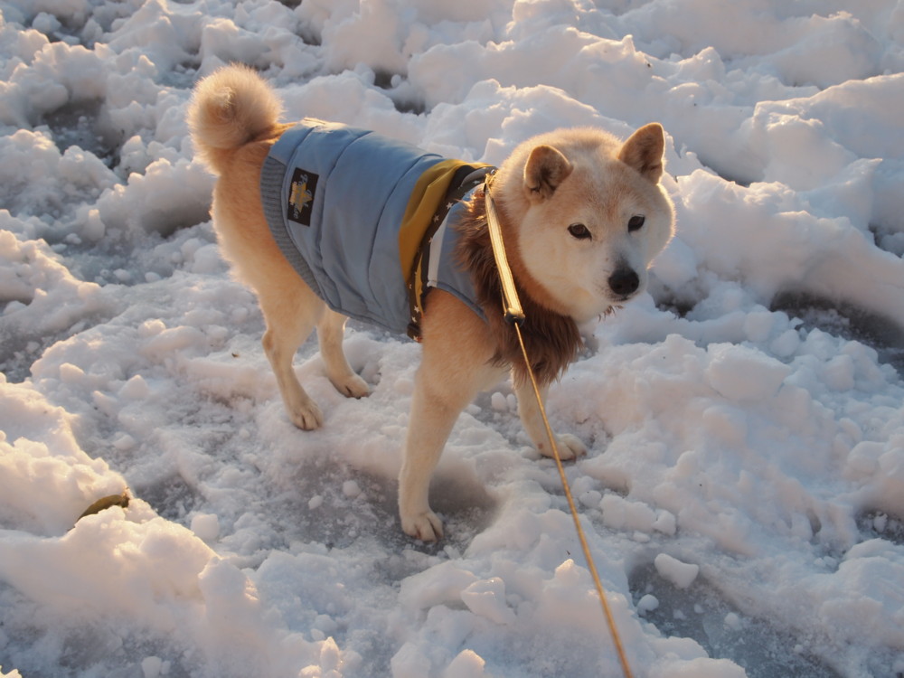 雪の日、好き？嫌い？_e0131506_212921.jpg