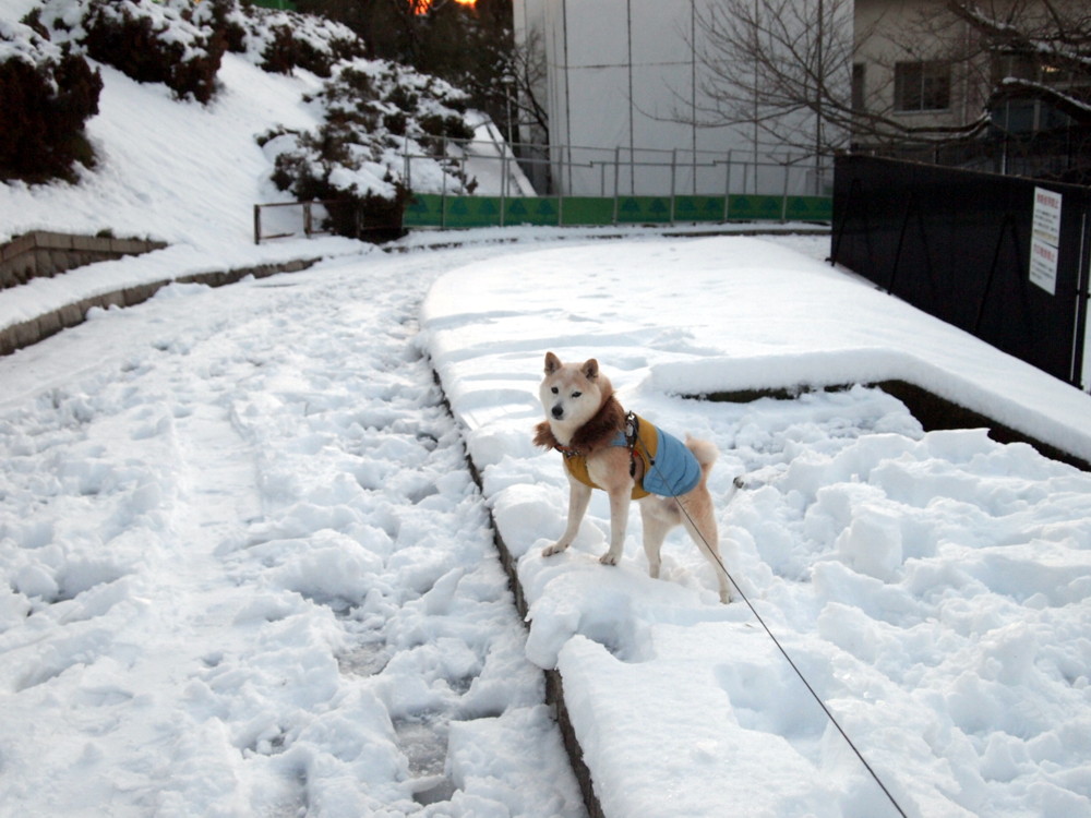 雪の日、好き？嫌い？_e0131506_2134972.jpg