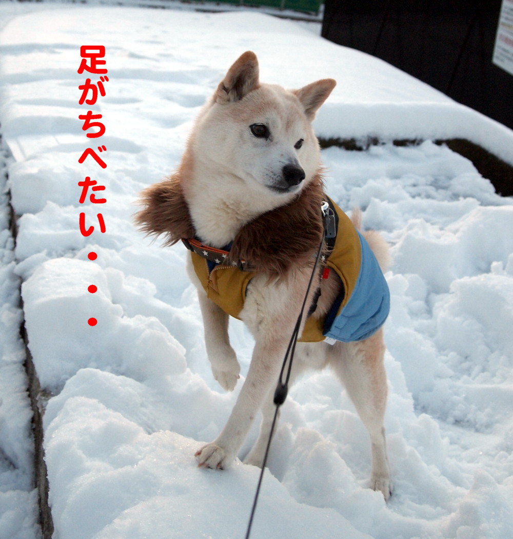 雪の日、好き？嫌い？_e0131506_2142537.jpg