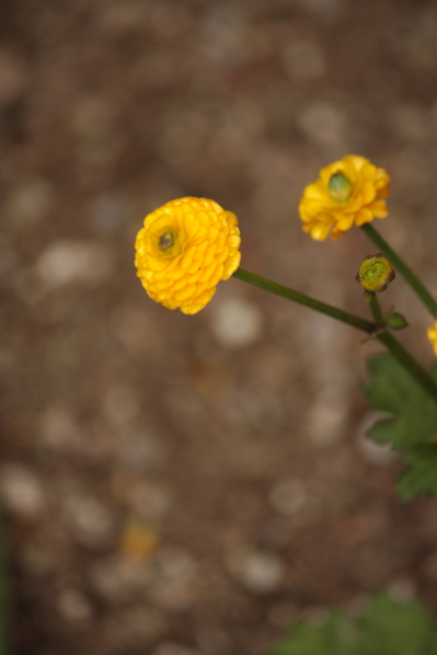 d0001008_12404546.jpg