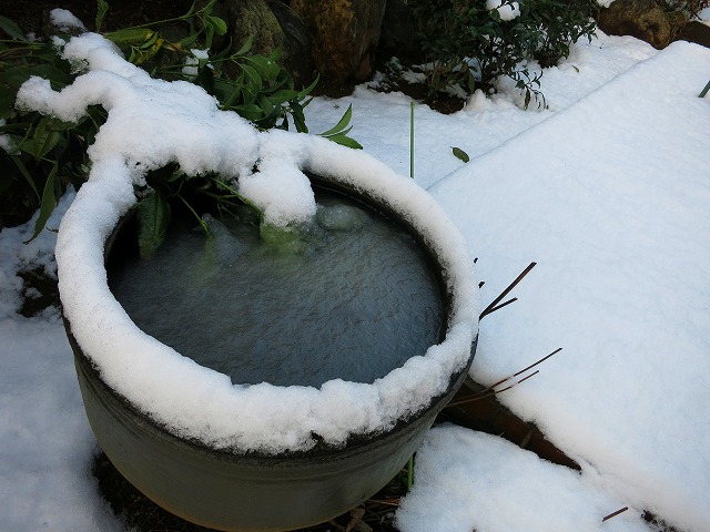 初雪が大雪_e0121110_1182260.jpg