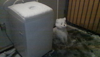 雪犬_c0200314_8473474.jpg