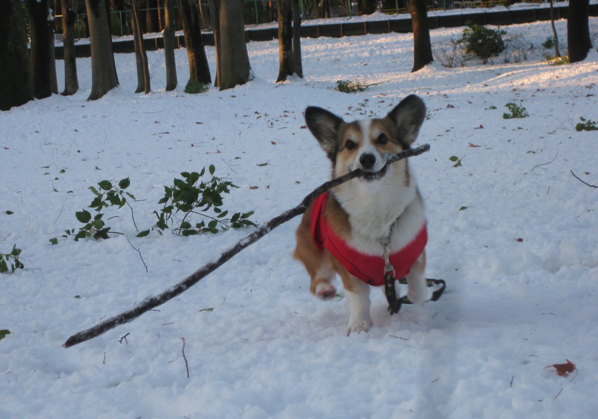 雪が積もったよ~♪_f0155118_9124916.jpg