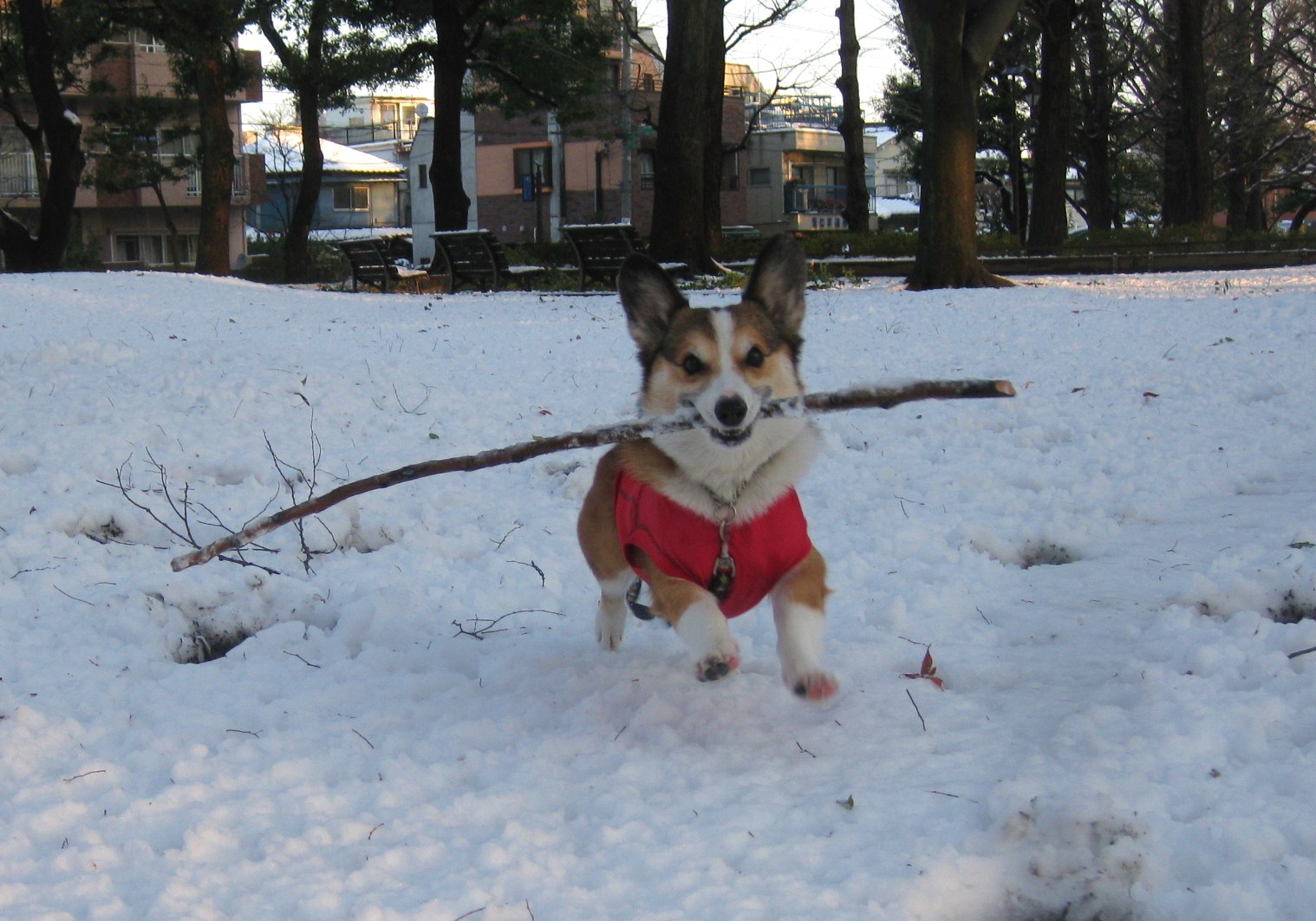 雪が積もったよ~♪_f0155118_912650.jpg