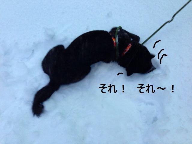 雪、融けませんね～_a0147921_1513852.jpg