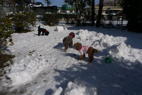 雪が溶けませ〜〜ん☃_f0108427_19224541.jpg