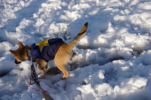 はじめての雪＊_c0266644_1183618.jpg