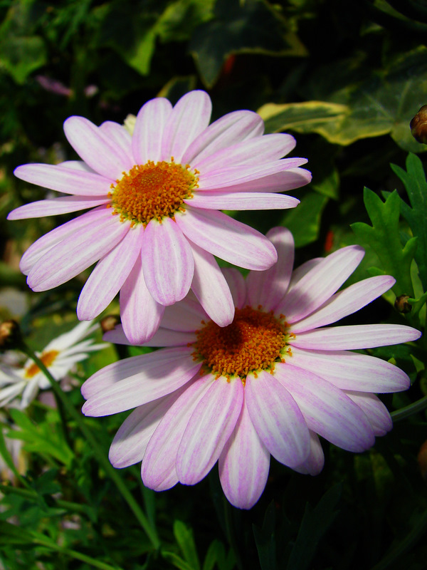 d0186245_1024538.jpg