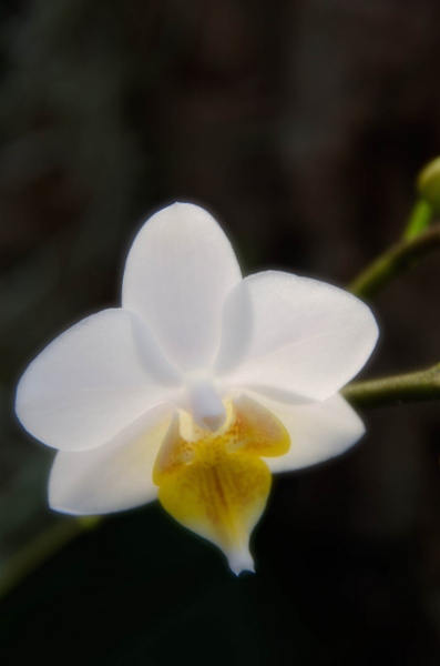 Orchidaceae_3_d0242148_1845080.jpg